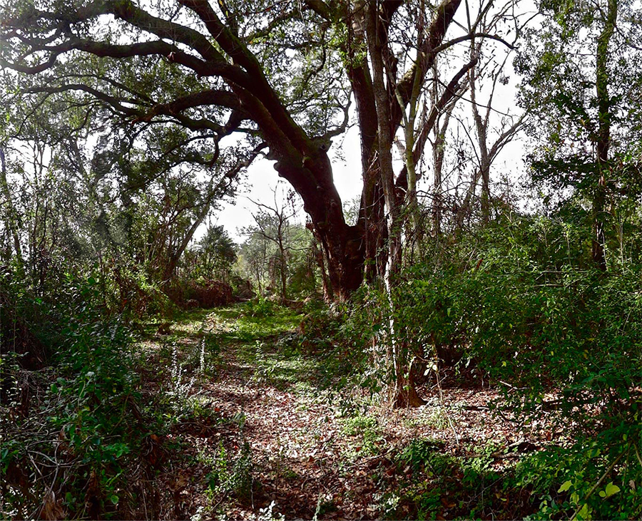 lynching_tree